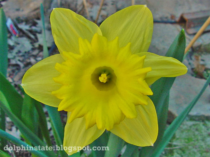 Plant Daffodils